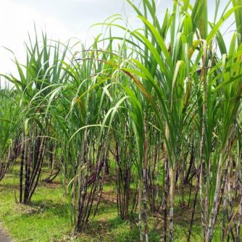 sugar-cane-plant-field